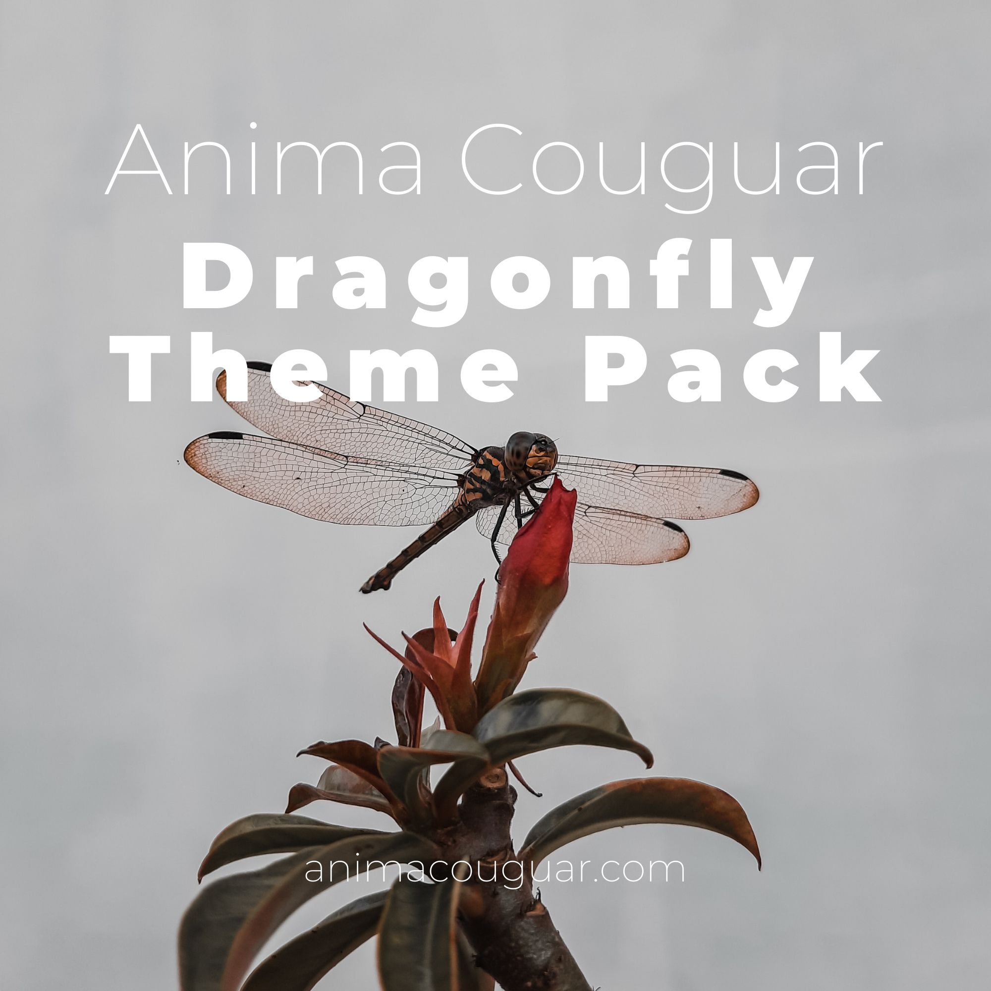 Dragonfly Theme Pack